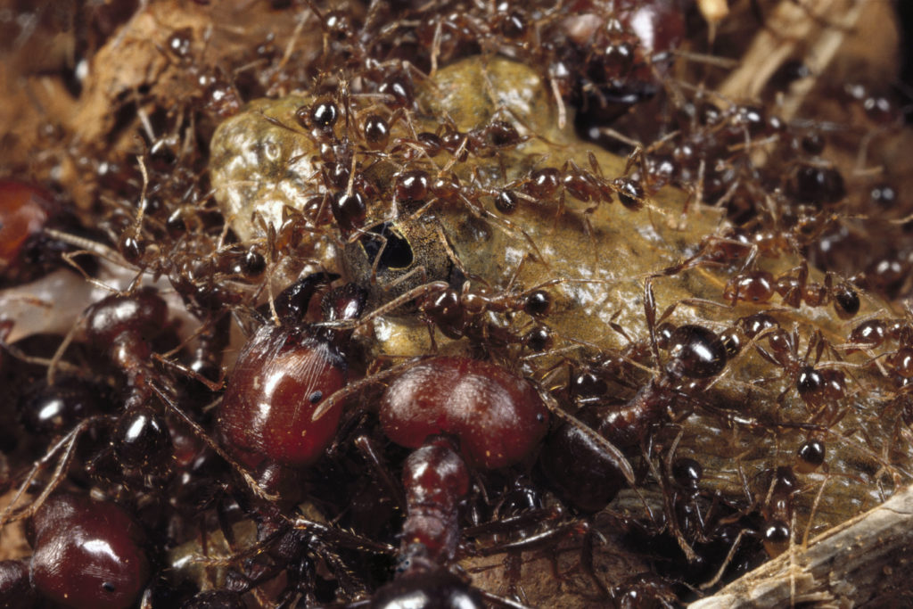 Ants 1