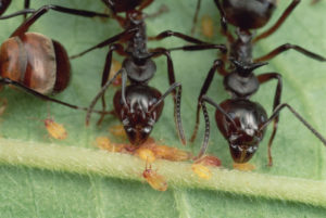 Army Ant 4