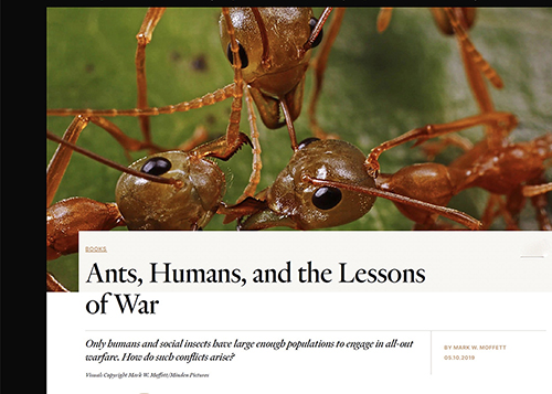 "Ants, Humans, and the Lessons of War" in Undark magazine 
